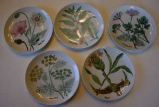 Shafford Plates Set 5 Herb & Spice Botanical Design Set  