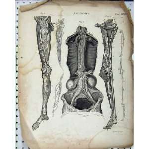   Encyclopaedia Britannica Anatomy Body Veins Arteries
