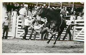 OR PENDLETON ROUND UP TIME RODEO BULL REAL PHOTO R54113  