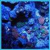 150W Aquarium Coral Reef Tank White Blue LED Grow Light  