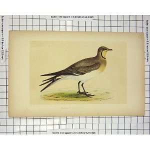 Morris 1851 Bird Ornithology Collared Pratincole 