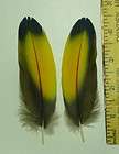 NEARLY PERFECT Pair RED BLUE Macaw Parrot Tail Feathers 22   23 