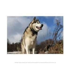   PPBPVP0384 Alaskan Malamute Dog  10 x 8  Poster Print Toys & Games