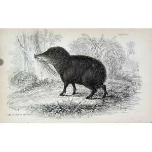   Naturalists Library C1840 White Lipped Peccary