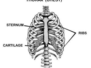 Bony Thorax Labeled