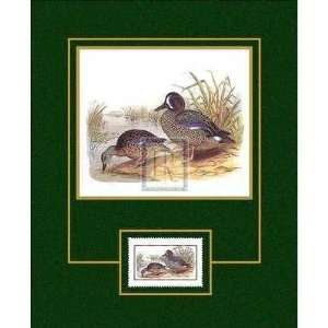  H. Jones   Blue Winged Teal Size 13x16 Poster Print