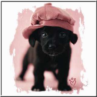 Gracie Black Lab Labrador Retriever Puppy Dog WOMENS SHIRTS S,M,L,XL 