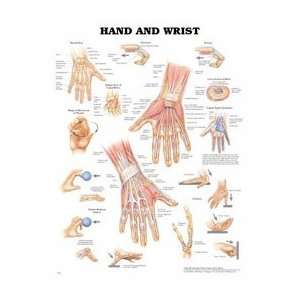   Chart Anatomical Hand And Wrist 20x26 Ea by, Anatomical Chart Company
