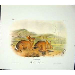  Hare Hares Rabbit Quadruped Audubon Color Old Print