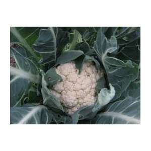  Early Snowball Cauliflower Patio, Lawn & Garden