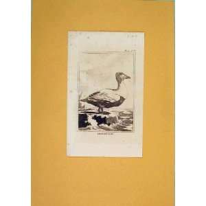  Eider Goose Geese C1812 Duck Birds Antique Print Art: Home 