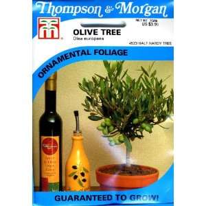  Thompson & Morgan 4523 Olive Tree Seed Packet: Patio, Lawn 