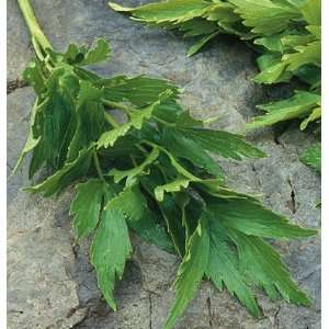 Davids Non Hybrid Organic Medicinal Herb Lovage (Levisticum 
