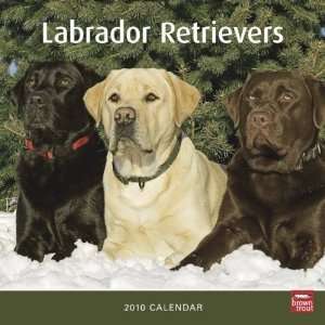  Labrador Retrievers 2010 Wall Calendar: Office Products
