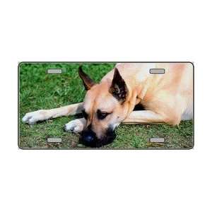 Great Dane Dog Pet Novelty License Plates Full Color Photography 