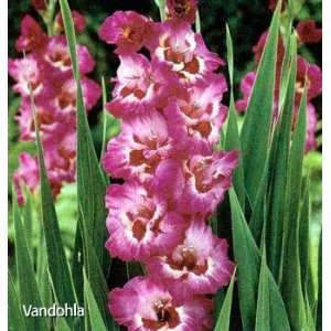  Vandohla Gladiolus 10 Bulbs Patio, Lawn & Garden