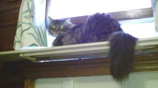 The Cat Kitten Kitty / Flower Window Perch  