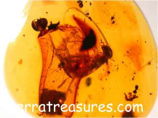 A101 DR1325 Rare Cricket in Amber Flow Dominican Amber  