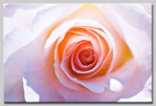 Leinwand Wohnzimmer Pflanzen Bild Rose Rosen Blüte Rot  