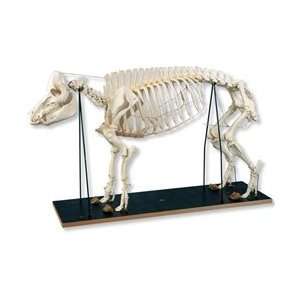  Pig Skeleton (Sus Scrofa) on Wooden Base Health 