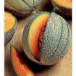 Cantaloupe, French Orange, 10 seeds, Vegetable Seed  
