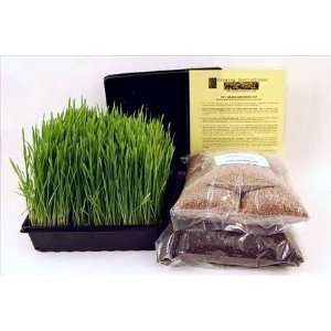 Dog & Cat Wheatgrass Growing Kit for Pet   Dogs Cats & Pets Love To 