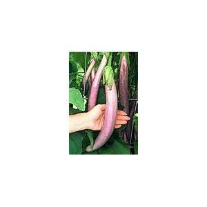 Ma Zu Purple Chinese Eggplant Seeds