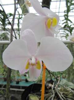 Phalaenopsis philippinensis species orchid plant  