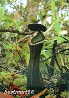 PITCHER PLANTS OF SABAH Borneo Carnivores Nepenthes Guide Book by C 