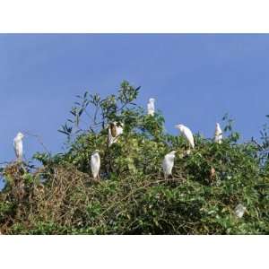  Egrets on a Tree, Parque Nacional De Fernando De Norohna, Fernando 