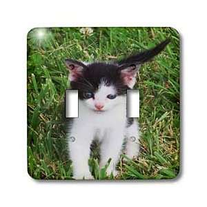  Rebecca Anne Grant Photography Animals Pets Cats Kittens   Black 