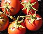 Porter Heirloom Tomato Super Savers 1000 seed pk.