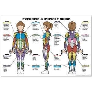  Exercise and Muscle Guide (Female): Sports & Outdoors