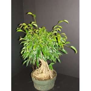  FICUS ORIENTAL Philipensis Live prebonsai Tree 8grow pot 