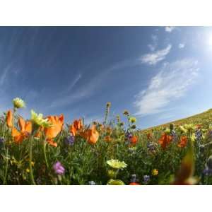 Poppies and Desert Dandelion Spring Bloom, Lancaster, Antelope Valley 