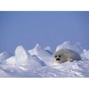 Harp Seal Pup, Phoca Groenlandica, Canadian Arctic, Atlantic Ocean 