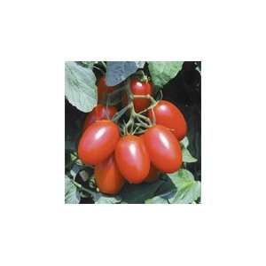  Tomato Grape Juliet Hybrid 10 Seeds per Packet Patio 