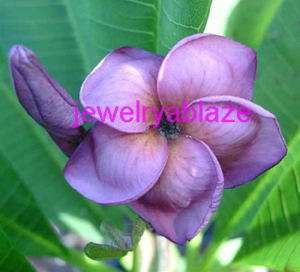 Plumeria/Frangipani/Plants/Purple/50 seeds  