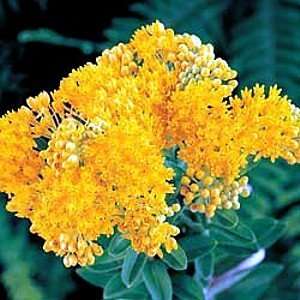   Yellow Butterfly Weed 25 Plants   Asclepias Patio, Lawn & Garden