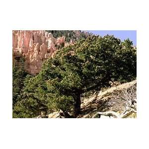   Colorado Pinyon Pine Nuts Seeds ~Grow Trees Patio, Lawn & Garden
