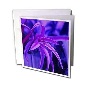 Florene Flowers   Lily Lavender   Greeting Cards 12 Greeting Cards 