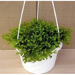 frosty fern club moss hanging basket selaginella by hirts house plant 